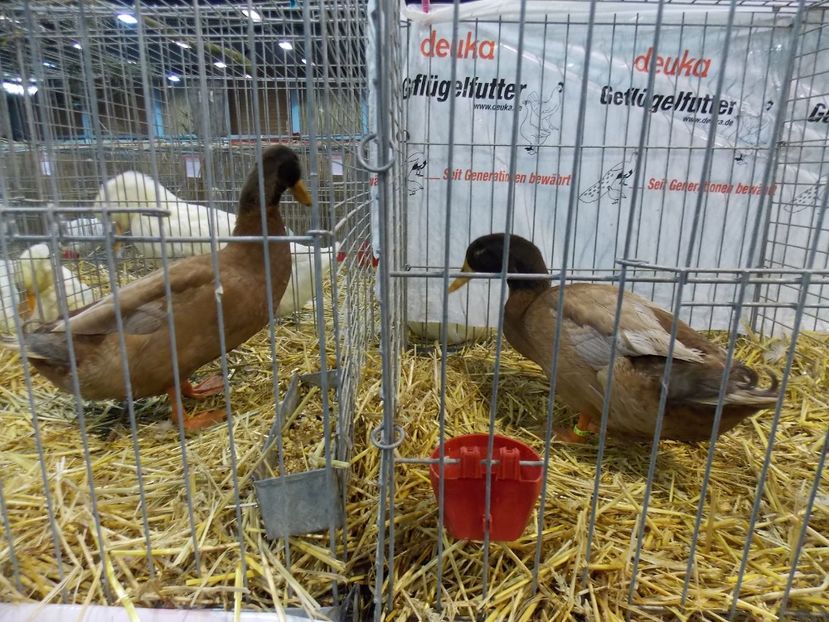  - EXPO-2017- NATIONALA AUSTRIEI WELS