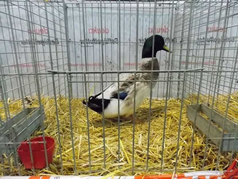  - EXPO-2017- NATIONALA AUSTRIEI WELS