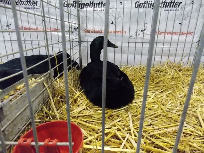  - EXPO-2017- NATIONALA AUSTRIEI WELS