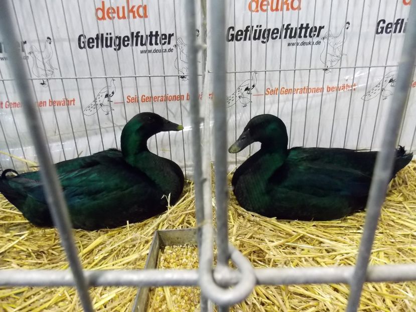  - EXPO-2017- NATIONALA AUSTRIEI WELS