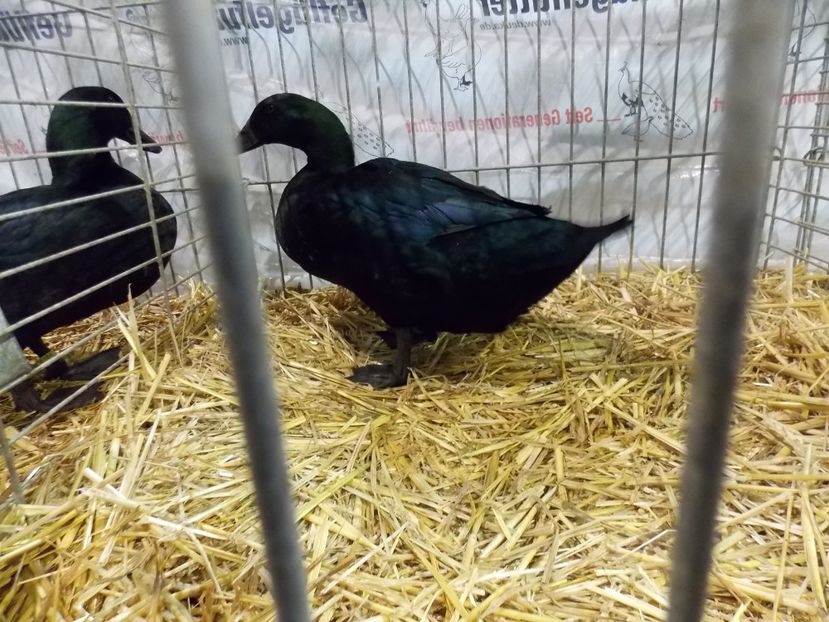  - EXPO-2017- NATIONALA AUSTRIEI WELS