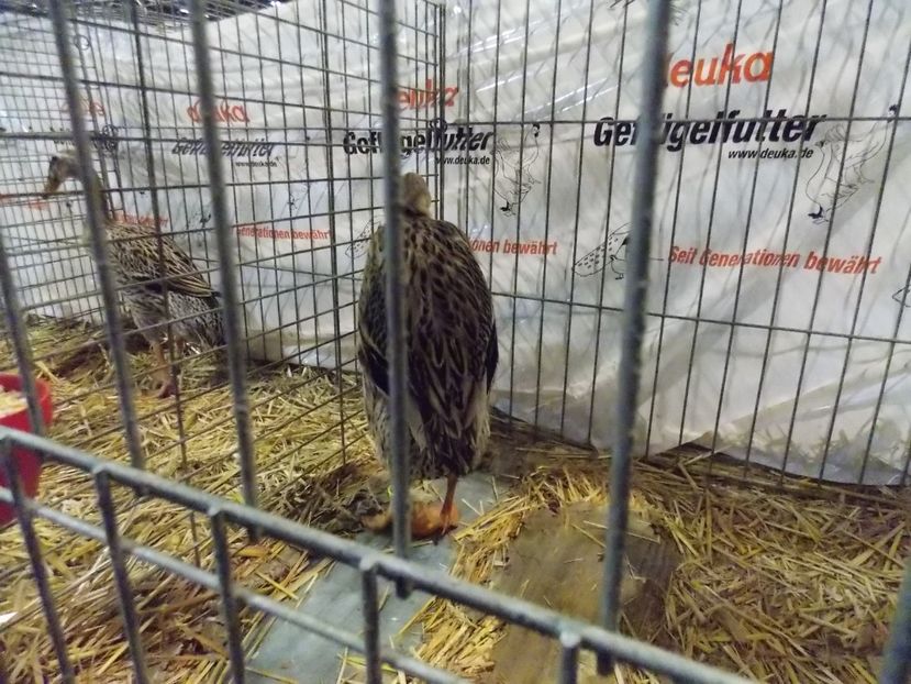  - EXPO-2017- NATIONALA AUSTRIEI WELS