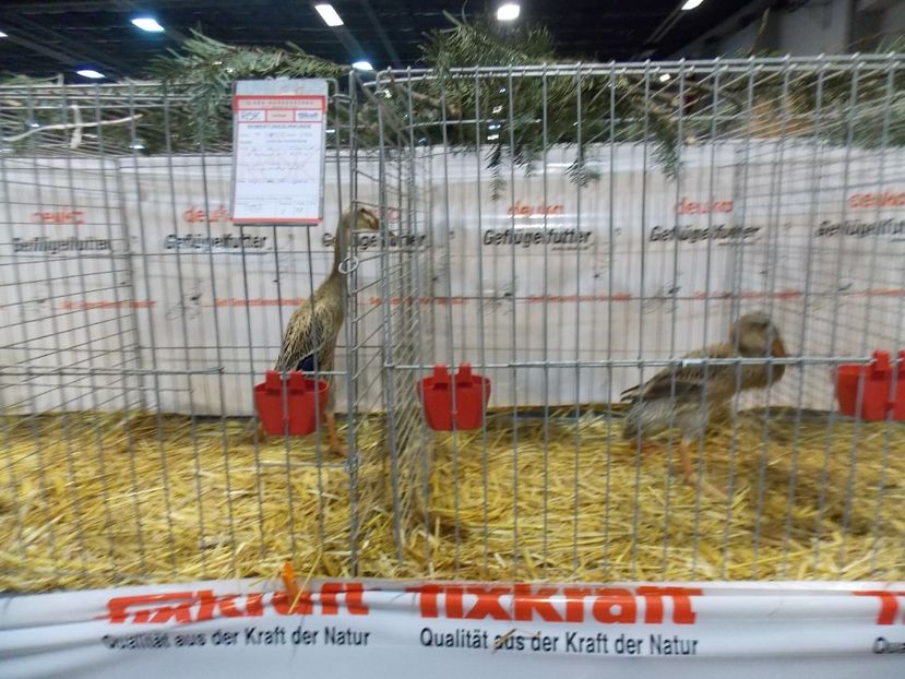  - EXPO-2017- NATIONALA AUSTRIEI WELS