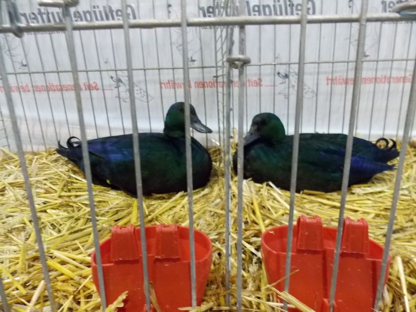  - EXPO-2017- NATIONALA AUSTRIEI WELS