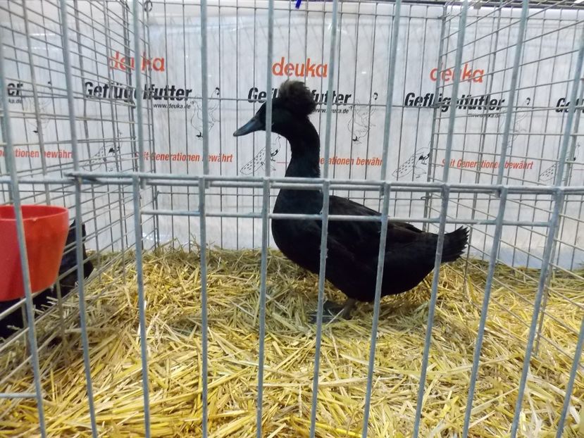  - EXPO-2017- NATIONALA AUSTRIEI WELS