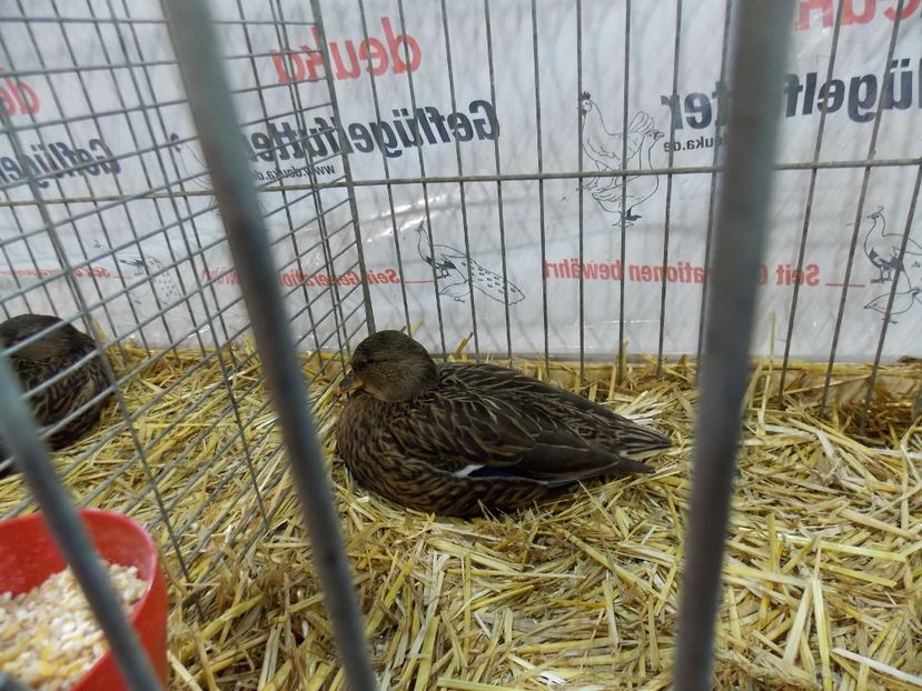  - EXPO-2017- NATIONALA AUSTRIEI WELS