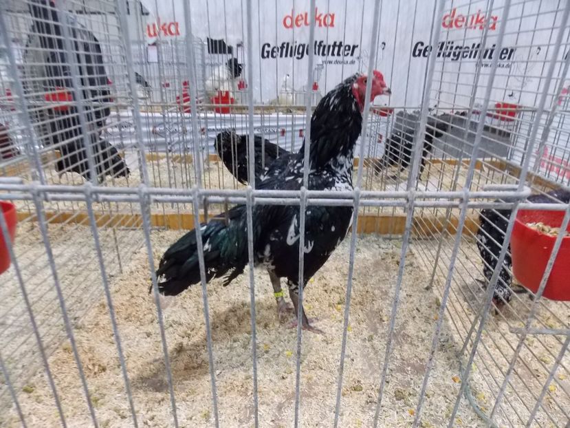  - EXPO-2017- NATIONALA AUSTRIEI WELS