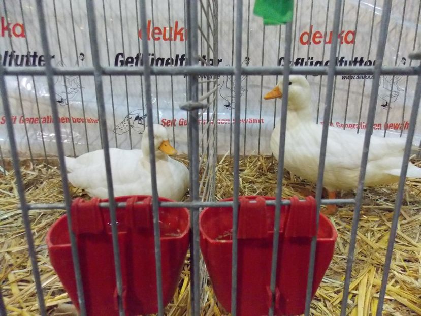  - EXPO-2017- NATIONALA AUSTRIEI WELS