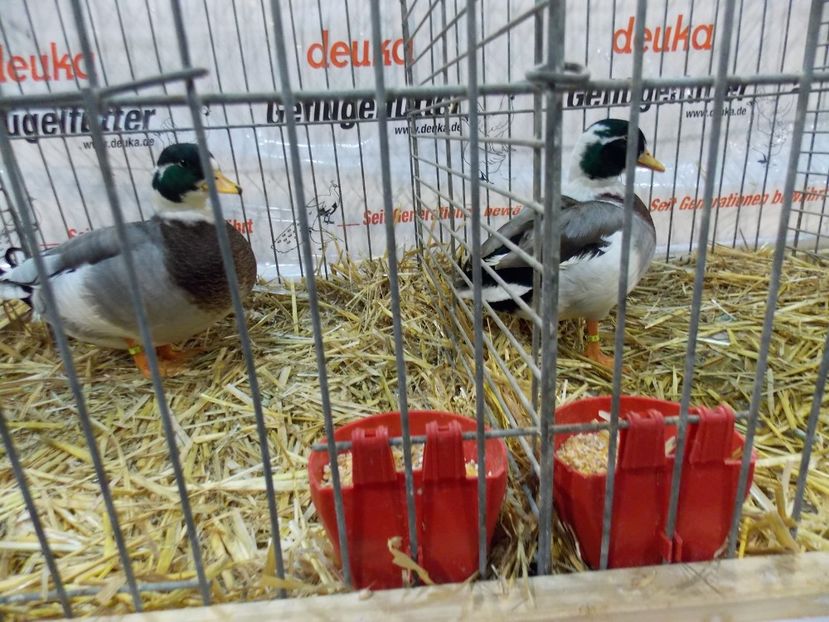  - EXPO-2017- NATIONALA AUSTRIEI WELS