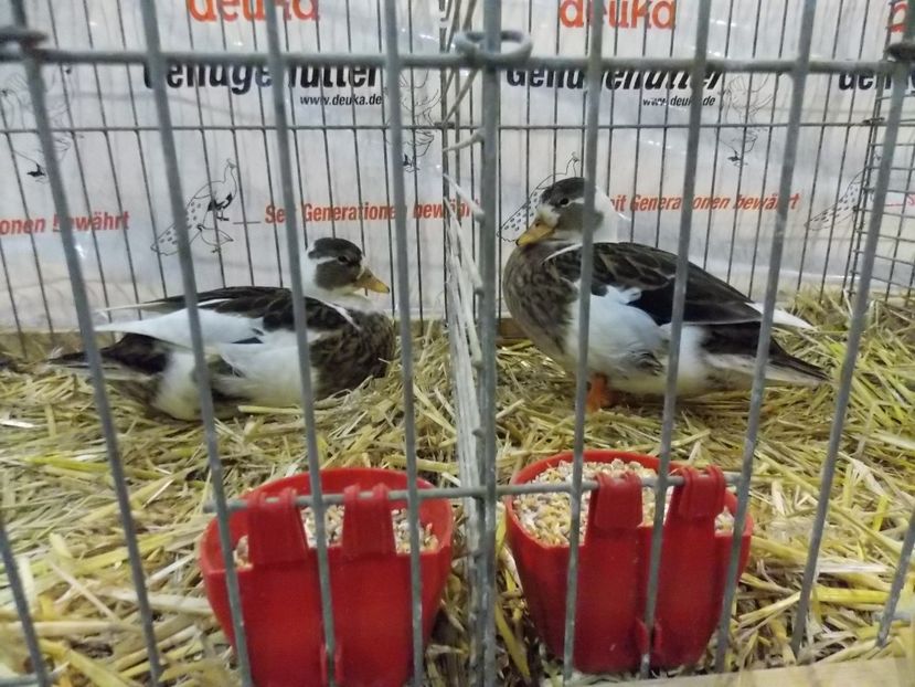  - EXPO-2017- NATIONALA AUSTRIEI WELS