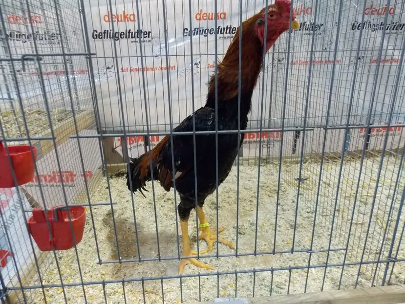  - EXPO-2017- NATIONALA AUSTRIEI WELS