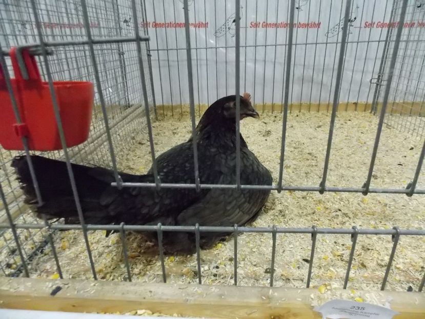  - EXPO-2017- NATIONALA AUSTRIEI WELS