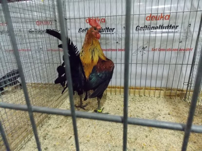  - EXPO-2017- NATIONALA AUSTRIEI WELS