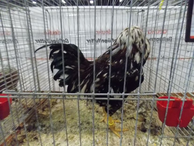  - EXPO-2017- NATIONALA AUSTRIEI WELS