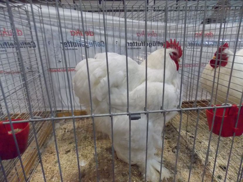  - EXPO-2017- NATIONALA AUSTRIEI WELS