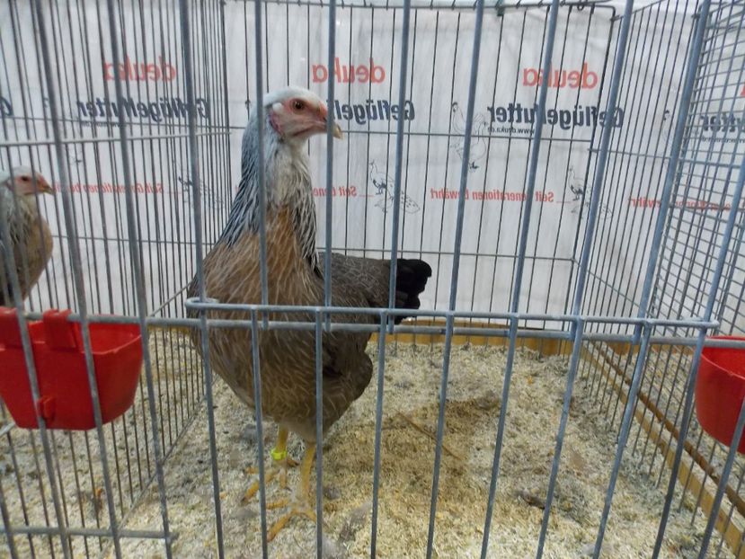  - EXPO-2017- NATIONALA AUSTRIEI WELS