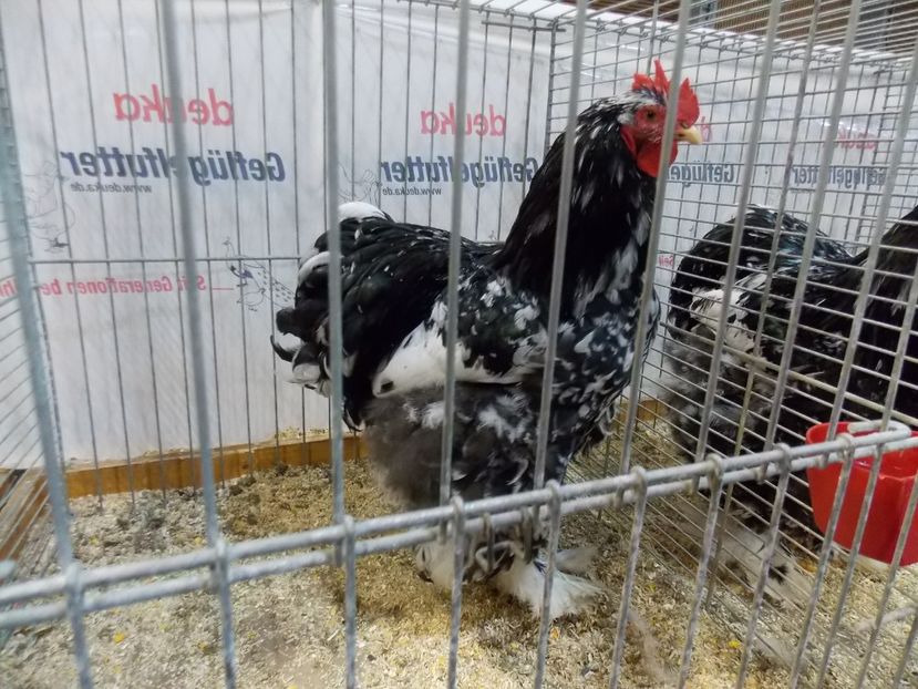  - EXPO-2017- NATIONALA AUSTRIEI WELS