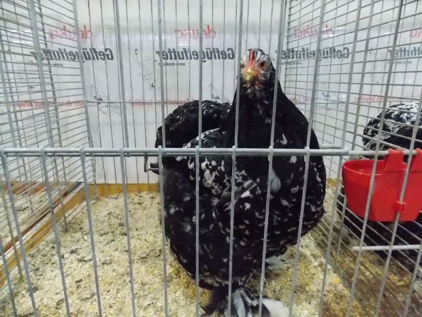  - EXPO-2017- NATIONALA AUSTRIEI WELS