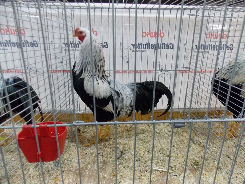  - EXPO-2017- NATIONALA AUSTRIEI WELS