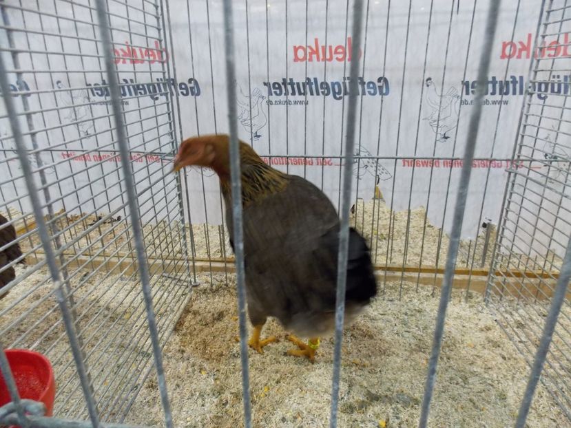  - EXPO-2017- NATIONALA AUSTRIEI WELS