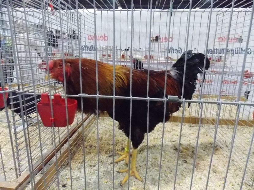  - EXPO-2017- NATIONALA AUSTRIEI WELS