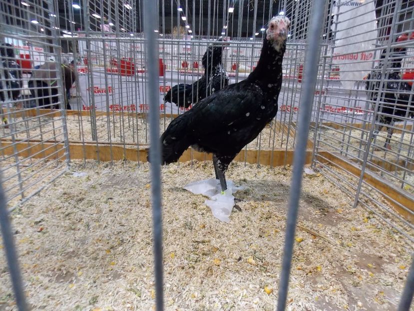  - EXPO-2017- NATIONALA AUSTRIEI WELS