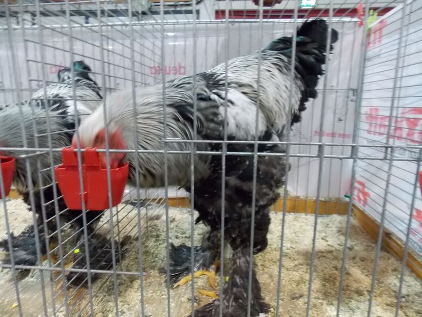  - EXPO-2017- NATIONALA AUSTRIEI WELS