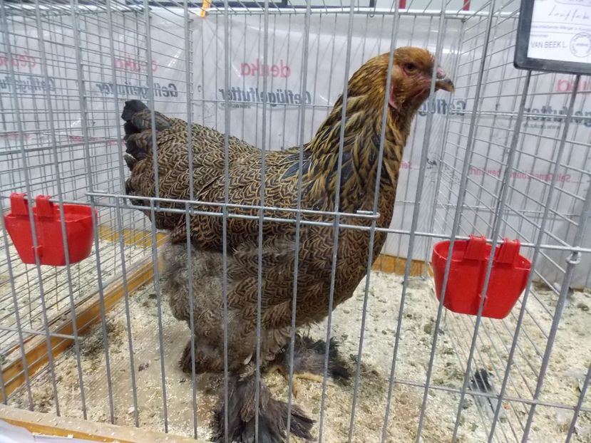  - EXPO-2017- NATIONALA AUSTRIEI WELS