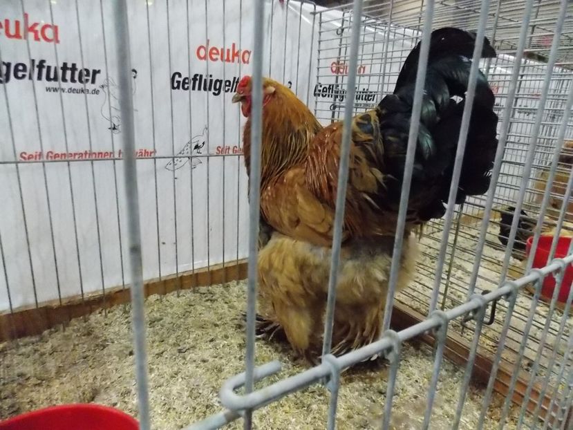  - EXPO-2017- NATIONALA AUSTRIEI WELS