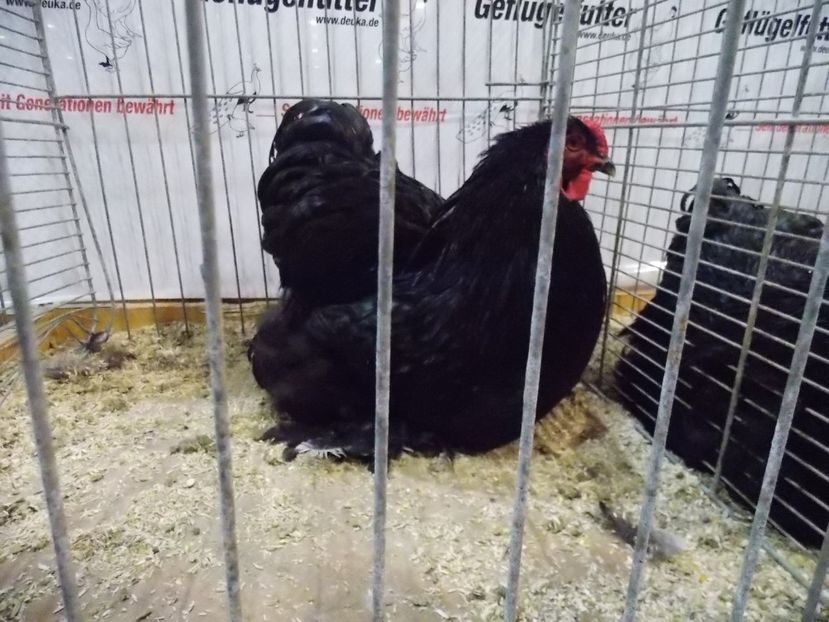  - EXPO-2017- NATIONALA AUSTRIEI WELS