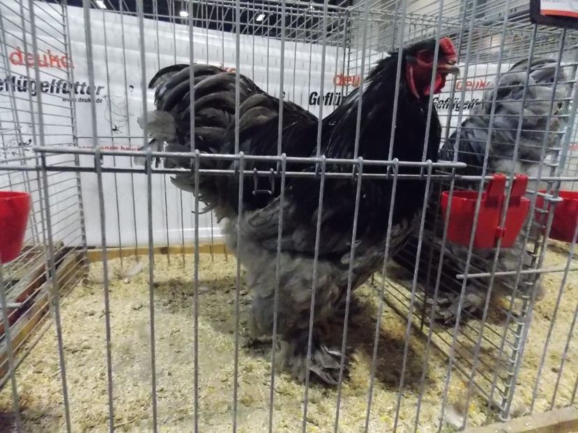  - EXPO-2017- NATIONALA AUSTRIEI WELS