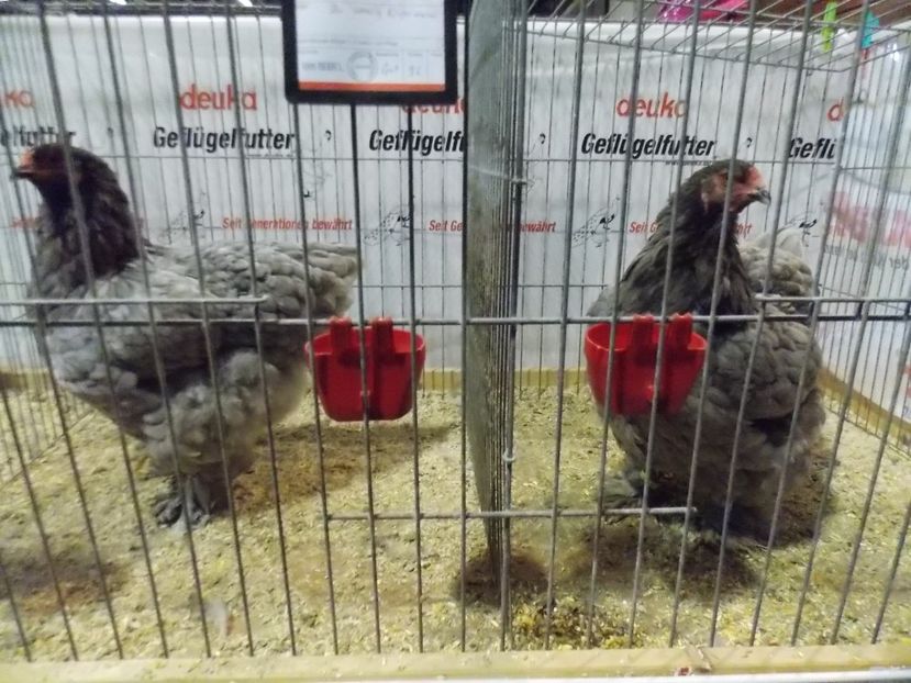  - EXPO-2017- NATIONALA AUSTRIEI WELS