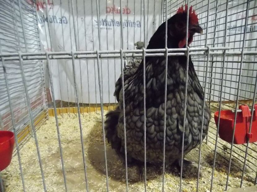  - EXPO-2017- NATIONALA AUSTRIEI WELS