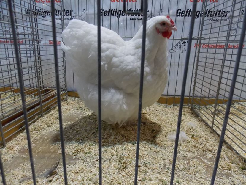  - EXPO-2017- NATIONALA AUSTRIEI WELS