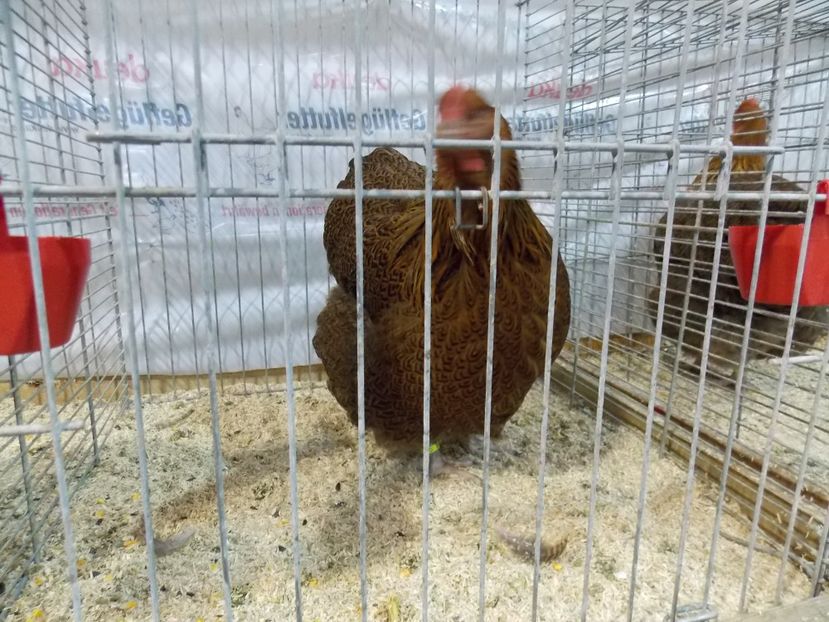  - EXPO-2017- NATIONALA AUSTRIEI WELS