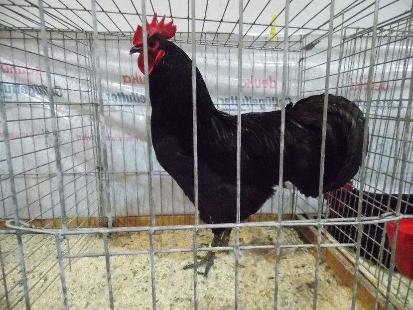  - EXPO-2017- NATIONALA AUSTRIEI WELS