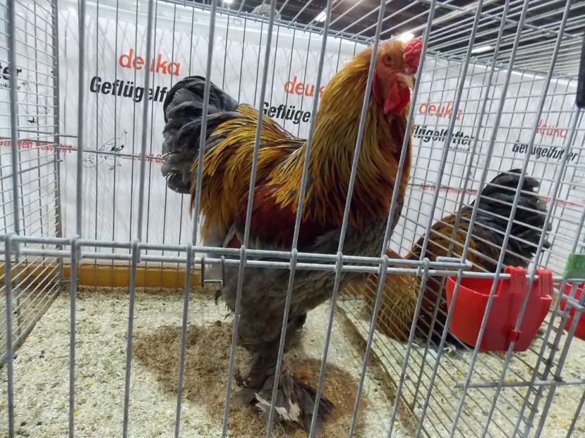  - EXPO-2017- NATIONALA AUSTRIEI WELS