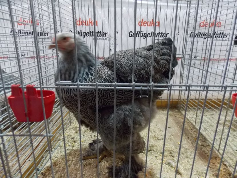  - EXPO-2017- NATIONALA AUSTRIEI WELS