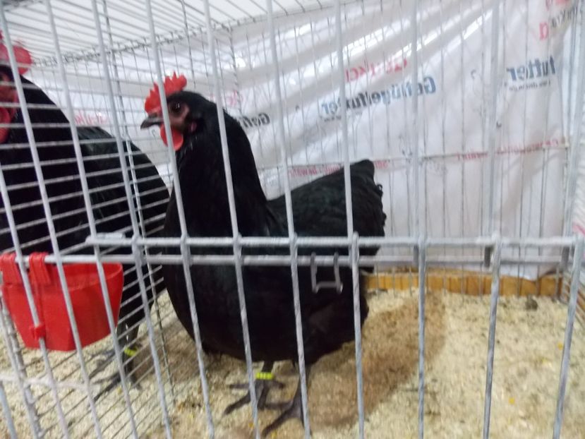  - EXPO-2017- NATIONALA AUSTRIEI WELS