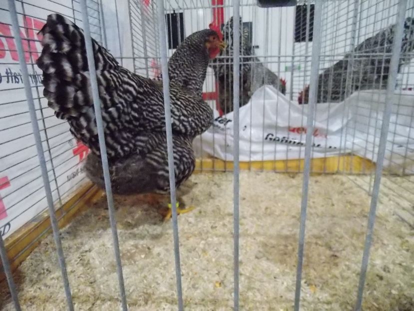  - EXPO-2017- NATIONALA AUSTRIEI WELS