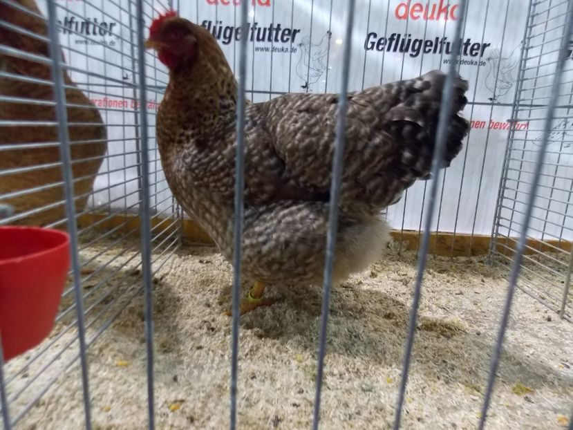  - EXPO-2017- NATIONALA AUSTRIEI WELS