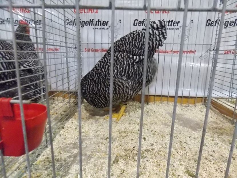  - EXPO-2017- NATIONALA AUSTRIEI WELS