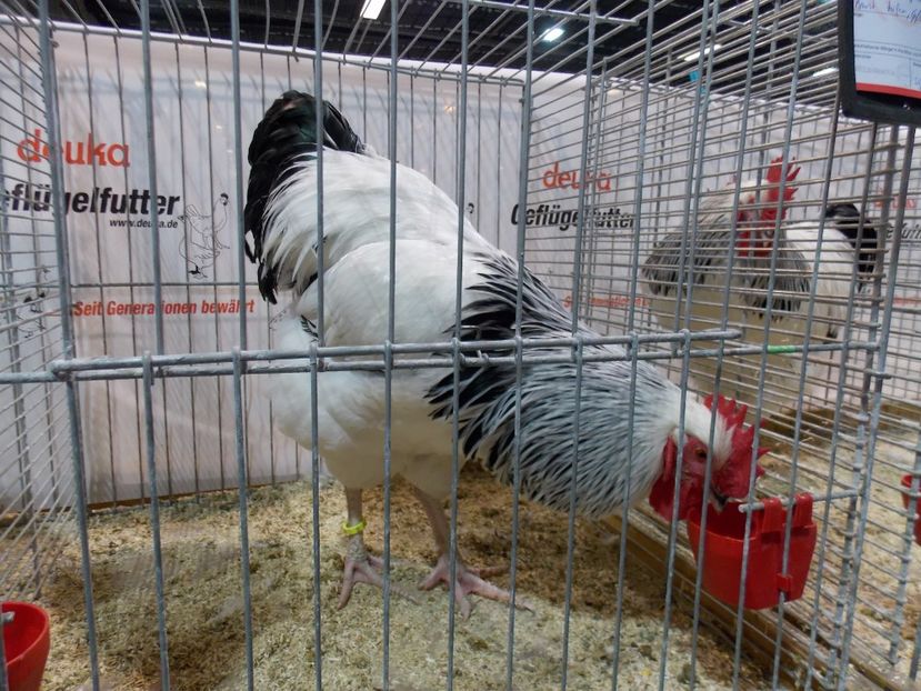  - EXPO-2017- NATIONALA AUSTRIEI WELS