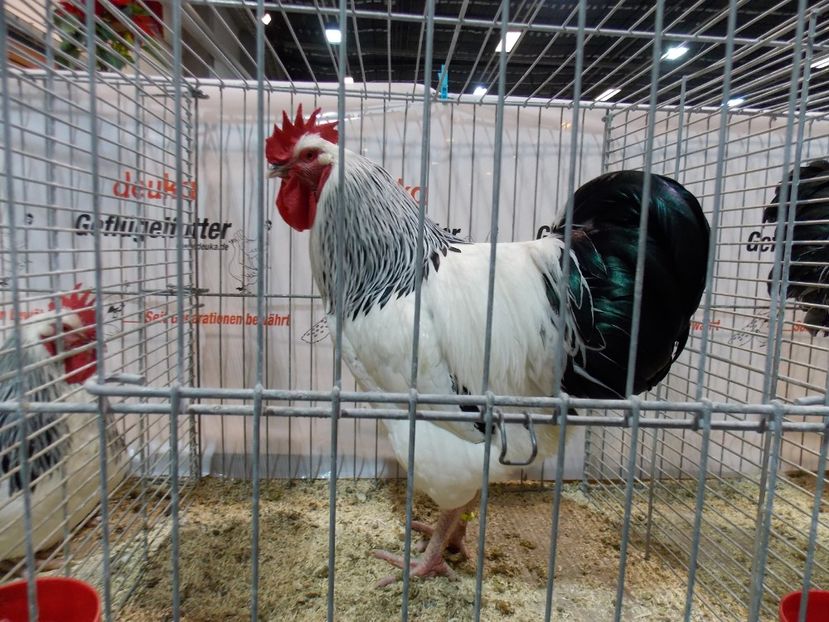  - EXPO-2017- NATIONALA AUSTRIEI WELS