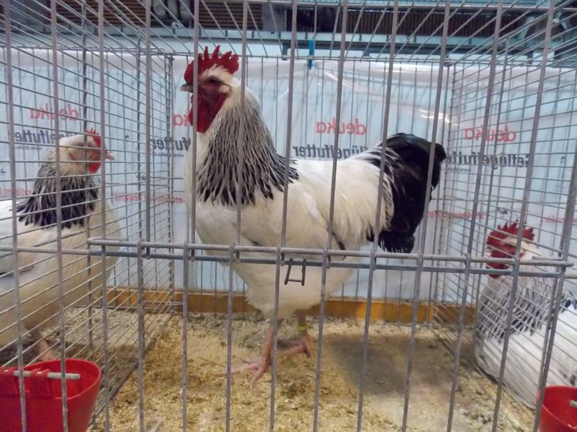  - EXPO-2017- NATIONALA AUSTRIEI WELS