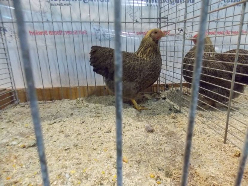  - EXPO-2017- NATIONALA AUSTRIEI WELS