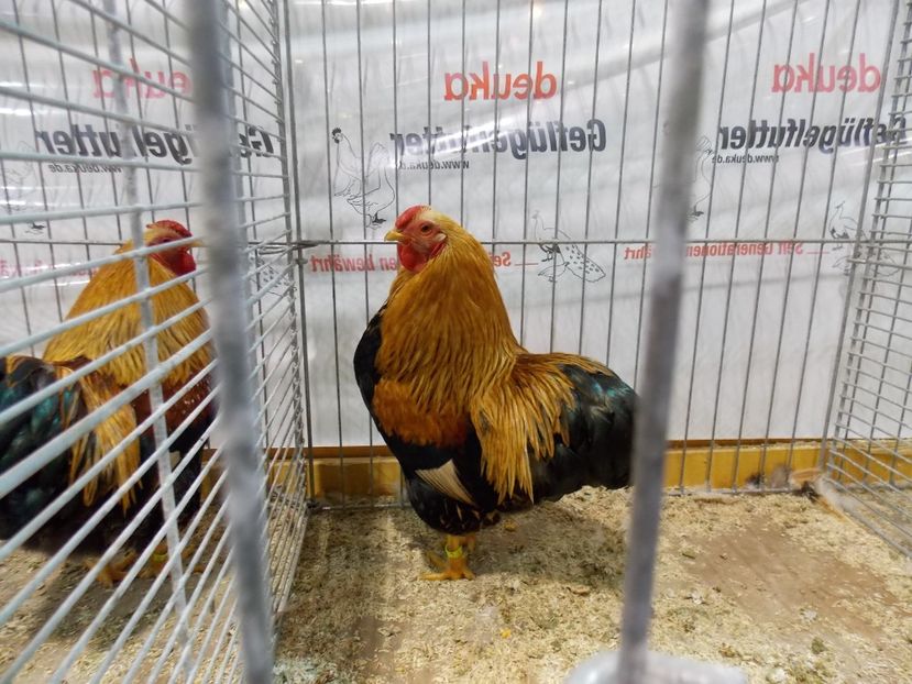  - EXPO-2017- NATIONALA AUSTRIEI WELS