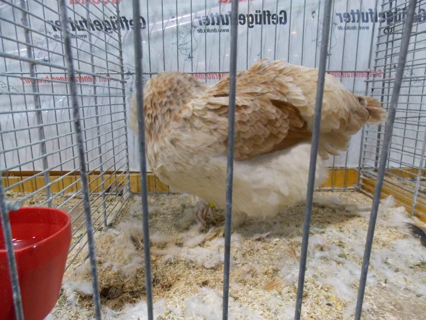  - EXPO-2017- NATIONALA AUSTRIEI WELS