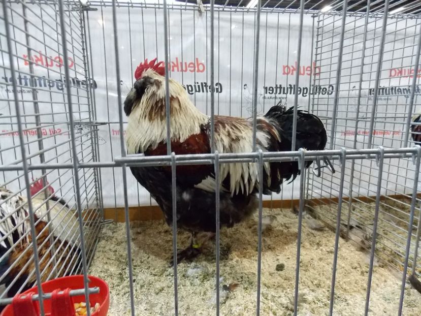  - EXPO-2017- NATIONALA AUSTRIEI WELS