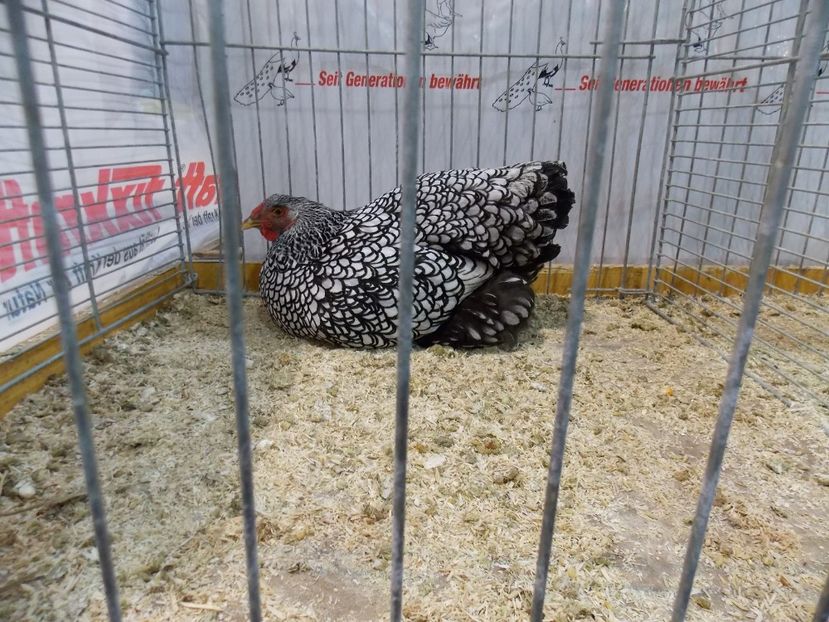  - EXPO-2017- NATIONALA AUSTRIEI WELS